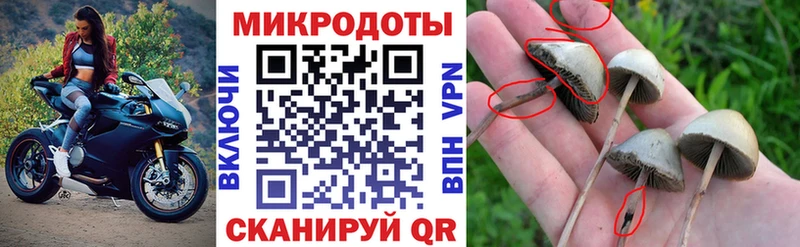 Галлюциногенные грибы Psilocybe  МЕГА ССЫЛКА  Темников 